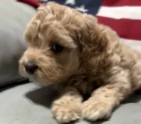 Lil’Miss, a female Cockapoo and Poodle - Toy  for sale in Kenner, LA – 10 of 10