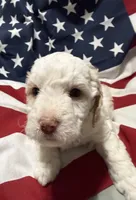 Jessie, a male Miniature Goldendoodle for sale in Kenner, LA – 9 of 10