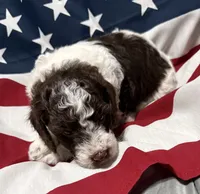 Elvis, a male Miniature Goldendoodle for sale in Kenner, LA – 9 of 9