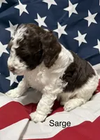 Sarge, a male Miniature Goldendoodle for sale in Kenner, LA – 4 of 10