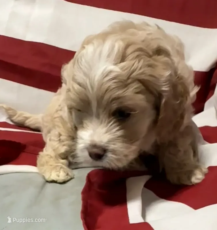 Bonnie – Cockapoo, Poodle - Toy  puppy for sale in Kenner, LA