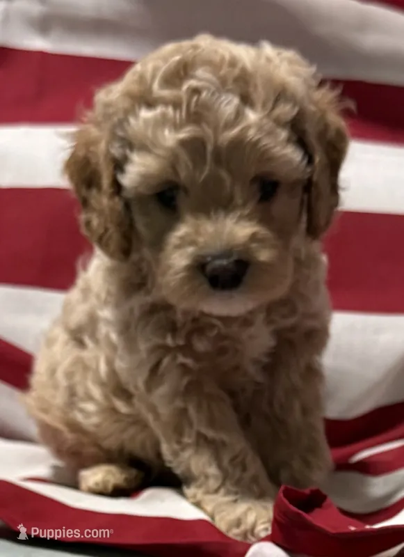 Cassie – Cockapoo, Poodle - Toy  puppy for sale in Kenner, LA