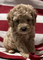 Cassie, a female Cockapoo and Poodle - Toy  for sale in Kenner, LA – 1 of 10