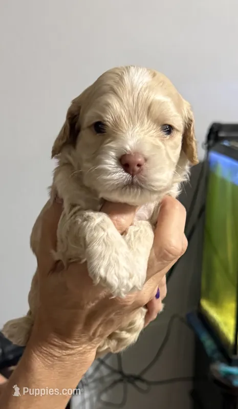 Seth – Cockapoo, Cocker Spaniel puppy on hold in Kenner, LA