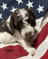 Sarge, a male Miniature Goldendoodle for sale in Kenner, LA – 8 of 10