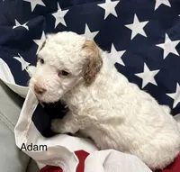Adam, a male Miniature Goldendoodle for sale in Kenner, LA – 9 of 10