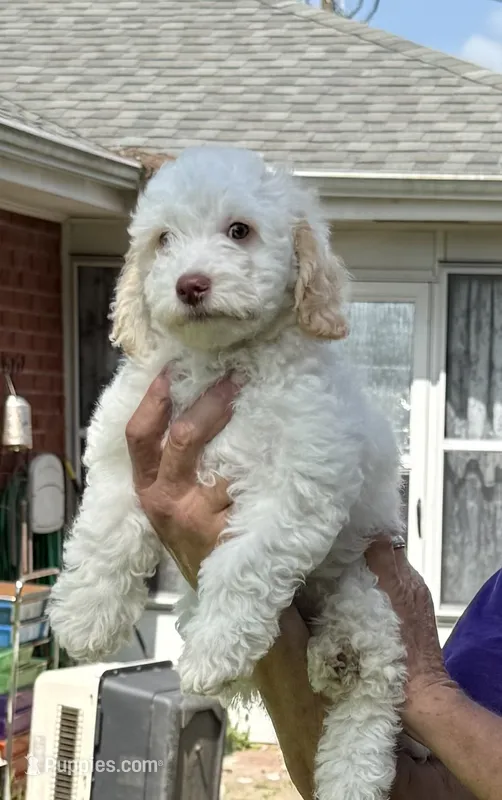 Jessie – Miniature Goldendoodle puppy for sale in Kenner, LA