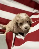 Bonnie, a female Cockapoo and Poodle - Toy  for sale in Kenner, LA – 2 of 8