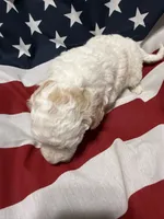 Jessie, a male Miniature Goldendoodle for sale in Kenner, LA – 10 of 10