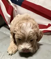 Bonnie, a female Cockapoo and Poodle - Toy  for sale in Kenner, LA – 6 of 8