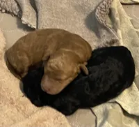 Cassie, a female Goldendoodle for sale in Kenner, LA – Photo 4 of 7