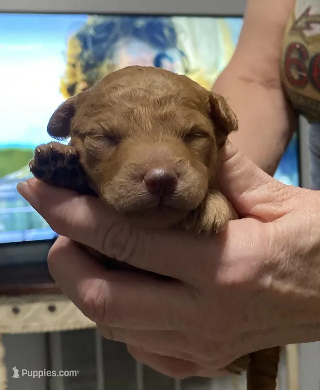 Cassie, a female Goldendoodle for sale in Kenner, LA – Photo 1 of 7
