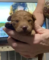 Cassie, a female Goldendoodle for sale in Kenner, LA – Photo 1 of 7