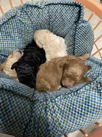 Cassie, a female Goldendoodle for sale in Kenner, LA – Photo 5 of 7