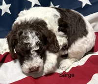 Sarge, a male Miniature Goldendoodle for sale in Kenner, LA – 9 of 10