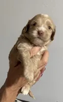 Jackson, a male Cockapoo and Cocker Spaniel for sale in Kenner, LA – 5 of 7