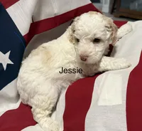 Jessie, a male Miniature Goldendoodle for sale in Kenner, LA – 5 of 10