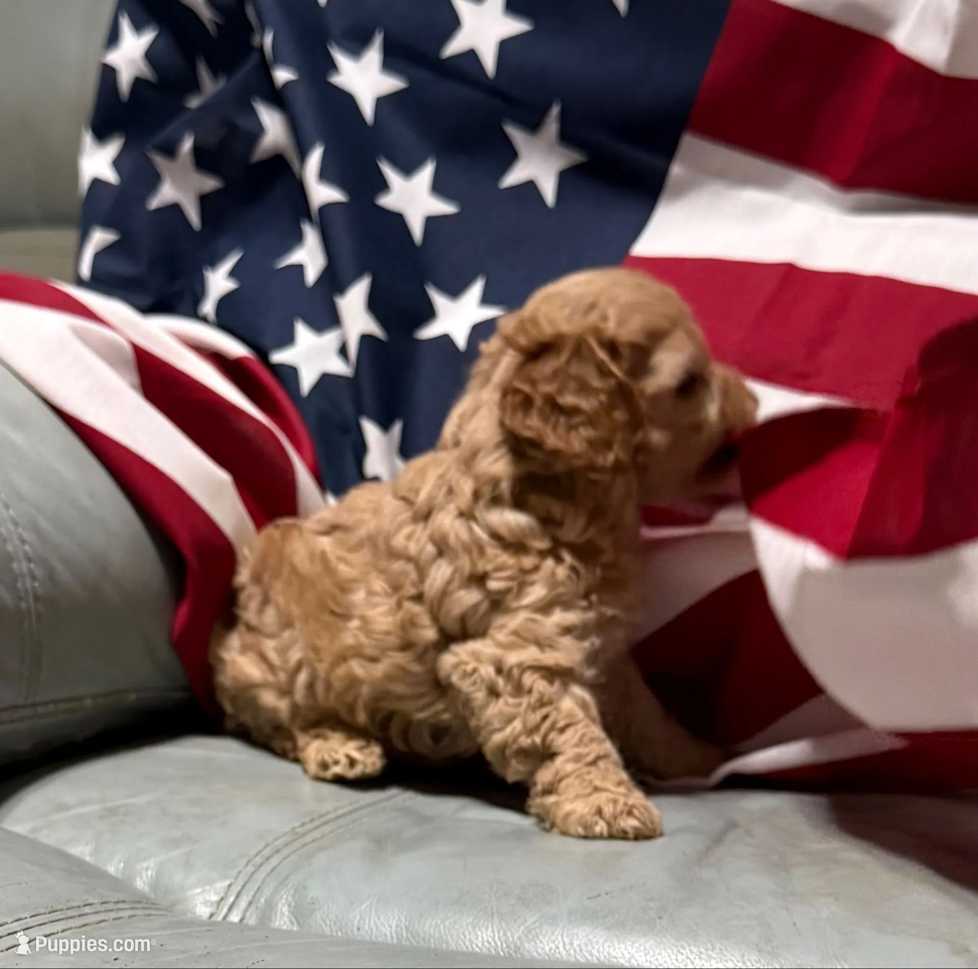 Lil’Miss, a female Cockapoo and Poodle - Toy  for sale in Kenner, LA – 5 of 10