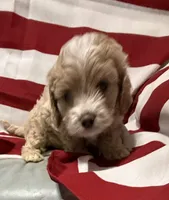 Bonnie, a female Cockapoo and Poodle - Toy  for sale in Kenner, LA – 4 of 8