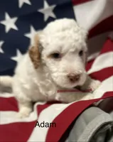 Adam, a male Miniature Goldendoodle for sale in Kenner, LA – 2 of 10
