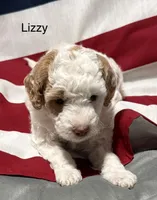 Lizzy, a female Miniature Goldendoodle for sale in Kenner, LA – 4 of 9