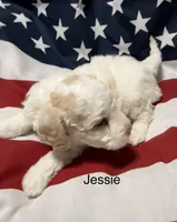 Jessie, a male Miniature Goldendoodle for sale in Kenner, LA – 3 of 10