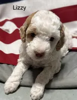Lizzy, a female Miniature Goldendoodle for sale in Kenner, LA – 2 of 9