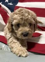 Cassie, a female Cockapoo and Poodle - Toy  for sale in Kenner, LA – 2 of 10