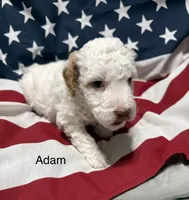 Adam, a male Miniature Goldendoodle for sale in Kenner, LA – 5 of 10
