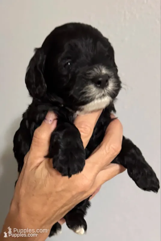 Beaux – Cockapoo, Cocker Spaniel puppy on hold in Kenner, LA