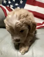 Bonnie, a female Cockapoo and Poodle - Toy  for sale in Kenner, LA – 7 of 8