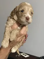 Jackson, a male Cockapoo and Cocker Spaniel for sale in Kenner, LA – 2 of 7
