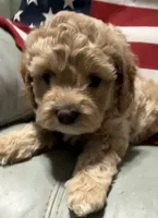 Cassie, a female Cockapoo and Poodle - Toy  for sale in Kenner, LA – 5 of 10