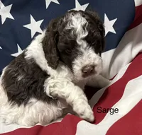 Elvis, a male Miniature Goldendoodle for sale in Kenner, LA – 3 of 9