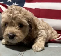 Lil’Miss, a female Cockapoo and Poodle - Toy  for sale in Kenner, LA – 9 of 10