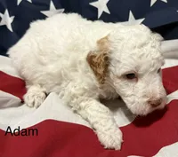 Adam, a male Miniature Goldendoodle for sale in Kenner, LA – 8 of 10