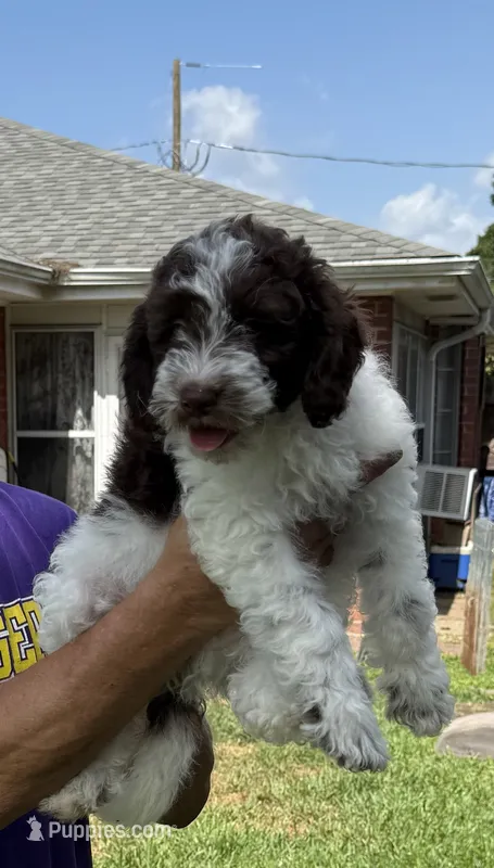 Sarge – Miniature Goldendoodle puppy for sale in Kenner, LA