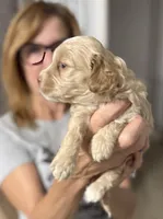 Jackson, a male Cockapoo and Cocker Spaniel for sale in Kenner, LA – 7 of 7