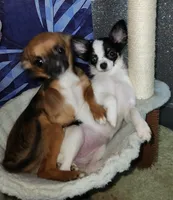 Hennessy - neutered, a male Chihuahua for sale in Townville, SC – Photo 6 of 8