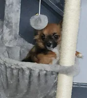 Hennessy - neutered, a male Chihuahua for sale in Townville, SC – Photo 5 of 8