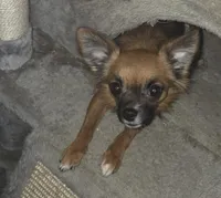 Hennessy - neutered, a male Chihuahua for sale in Townville, SC – Photo 1 of 8