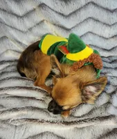 Hennessy - neutered, a male Chihuahua for sale in Townville, SC – Photo 8 of 8