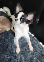 Guernsey, a female Chihuahua for sale in Townville, SC – Photo 8 of 10