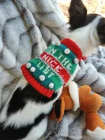 Guernsey, a female Chihuahua for sale in Townville, SC – Photo 5 of 10