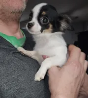 Guernsey, a female Chihuahua for sale in Townville, SC – Photo 4 of 10