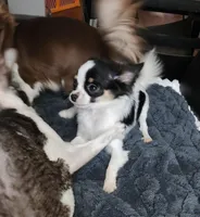 Guernsey, a female Chihuahua for sale in Townville, SC – Photo 7 of 10