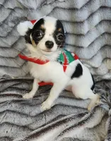 Guernsey, a female Chihuahua for sale in Townville, SC – Photo 3 of 10