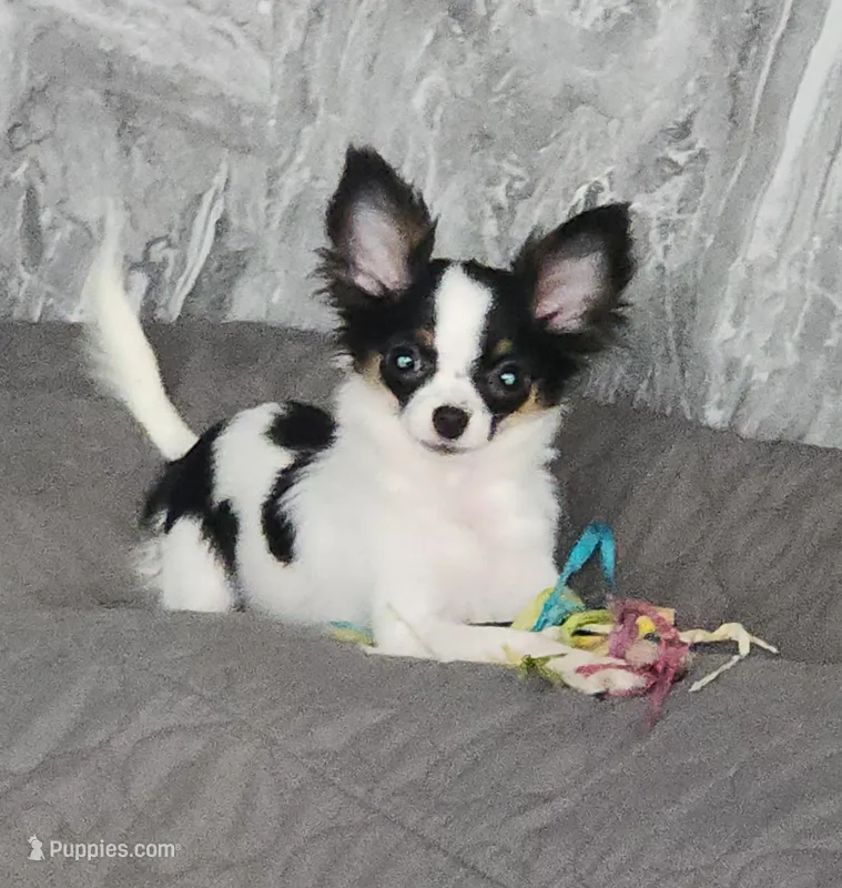 Guernsey, a female Chihuahua for sale in Townville, SC – Photo 1 of 10
