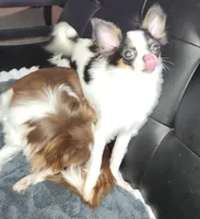 Guernsey, a female Chihuahua for sale in Townville, SC – Photo 10 of 10