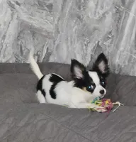 Guernsey, a female Chihuahua for sale in Townville, SC – Photo 2 of 10